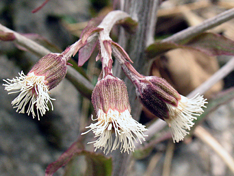 Petasites paradxus / Farfaraccio niveo